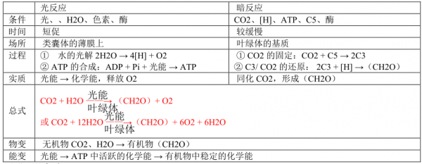高中光合作用总反应方程式及元素去路