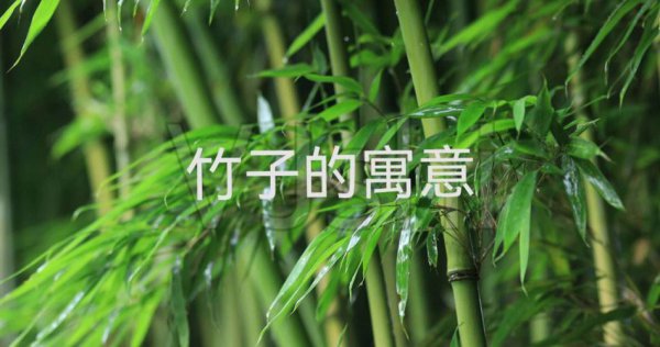 竹子代表什么含义与象征