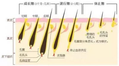 脱毛全攻略 分享一些脱毛小知识啦