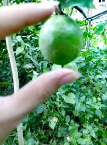 果汁之王 百种香味 美容养生之果 你们知道吗？