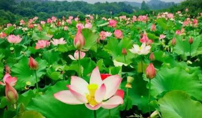 什么是荷花定律 什么是荷花定律的感悟