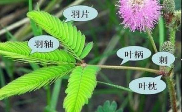 含羞草的特点是什么图片