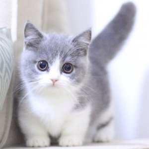 猫为什么不喜欢洗澡 猫能听懂人话吗