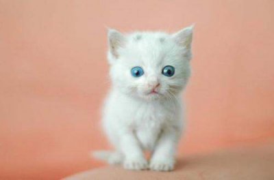 猫的寿命一般有多少年 猫的智商等于人的几岁