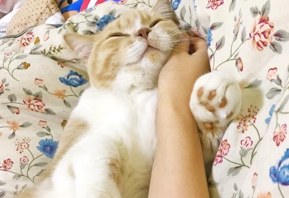 猫睡床边暗示什么意思
