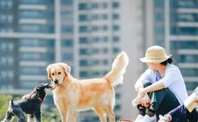 养狗最忌讳的一句话 哪三种人不宜养狗