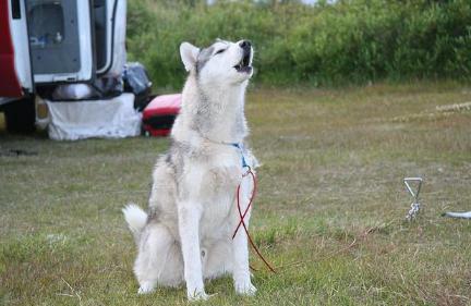 狗一直舔主人什么原因