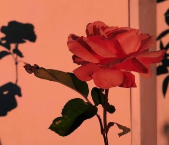 分手多久不联系就代表真的结束了 ＂分手后多久不再联系意味着彻底分开＂