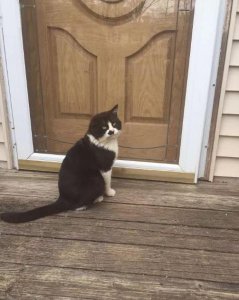 猫想念主人的表现 猫养多久才有感情