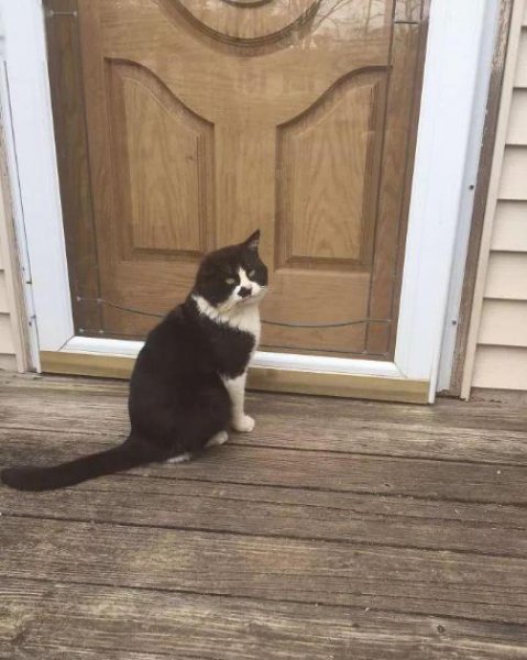 猫想念主人的表现