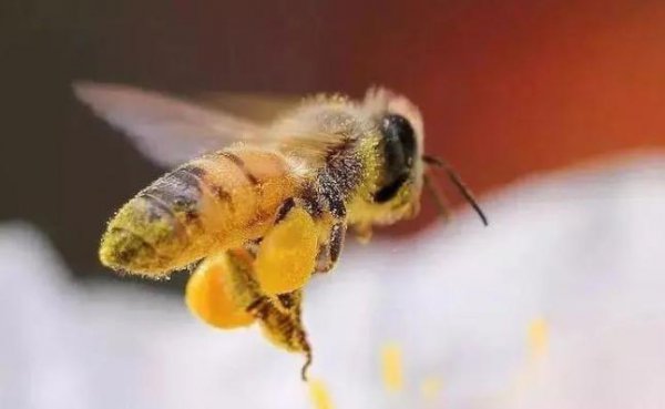 蜜蜂缠人是什么预兆