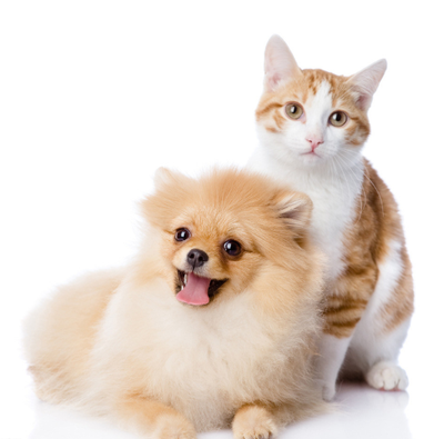 为啥女不碰狗男不养猫？