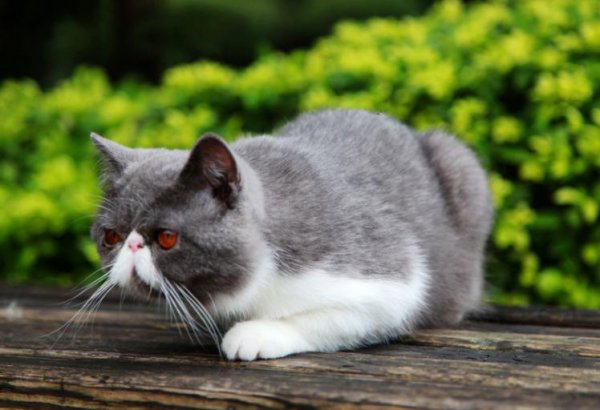 猫跟着你走是什么兆头
