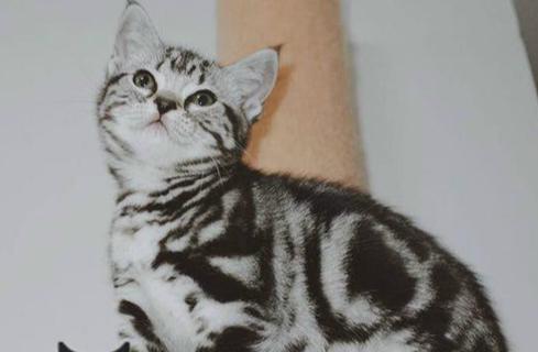 猫跟着你走是什么兆头