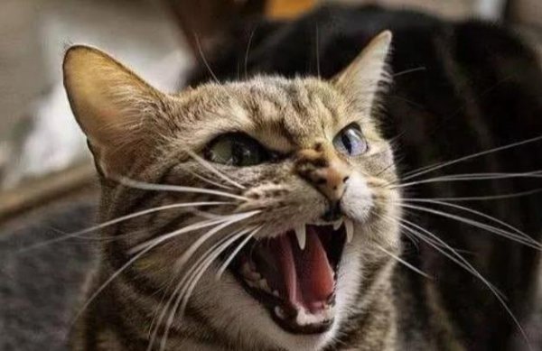 猫跟着你走是什么兆头