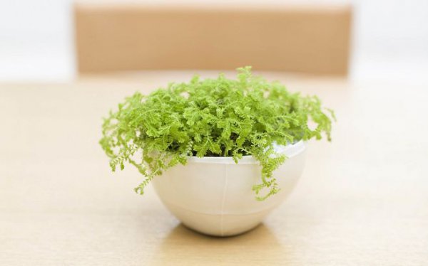 心智不健全的特征