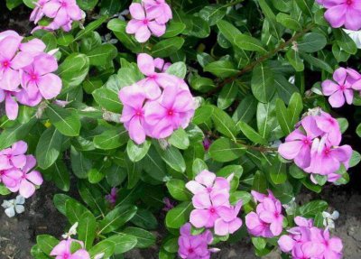 再穷也要养三种花 三种花不能送人