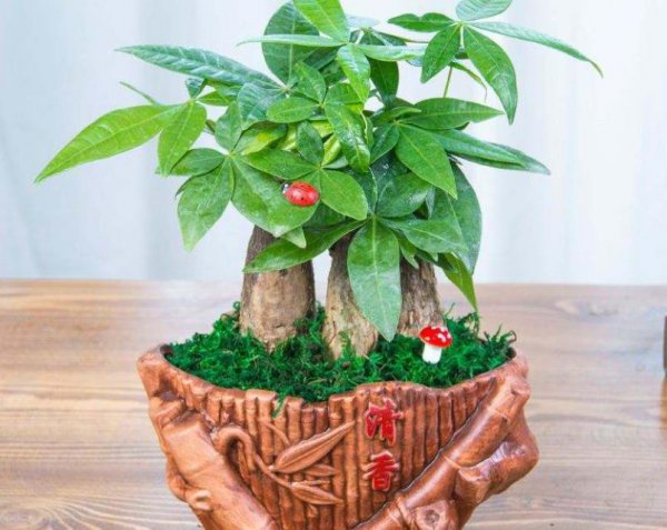 再穷也要养三种花
