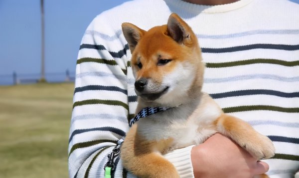 狗看不起主人的表现