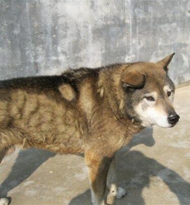 土狗寿命一般多少年