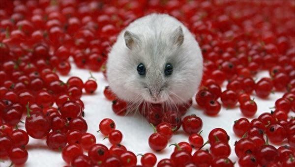 仓鼠丢了怎么快速找到