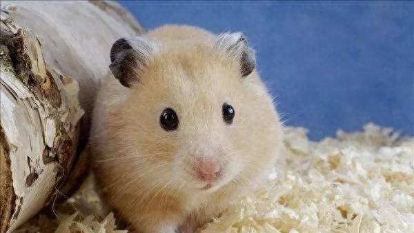 仓鼠丢了怎么快速找到