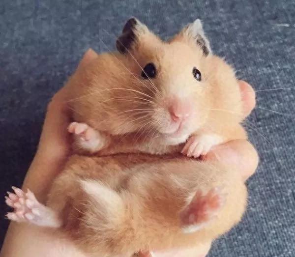 仓鼠丢了怎么快速找到