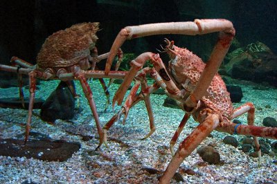 世界上最恐怖的螃蟹长什么样图片 揭示世界上最可怕螃蟹外貌的惊悚图像