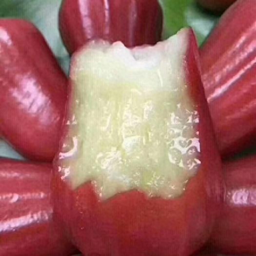 莲雾是哪个地方的特产