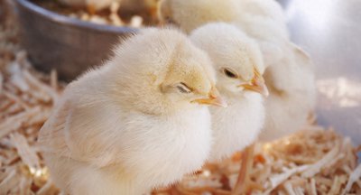 小鸡几个月开始下蛋 鸡为什么365天都在下蛋