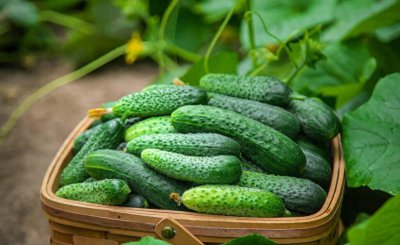 素菜饺子馅有哪几种好吃 这5种素馅饺子清新爽口