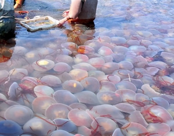 海蜇是什么动物类型