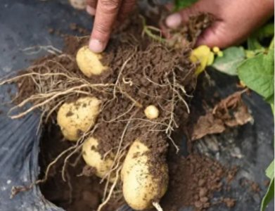 土豆的保存最佳方法 掌握这6个土方法不变青不发芽