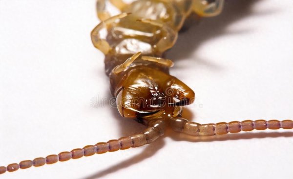 家中蜈蚣窝一般藏在哪里
