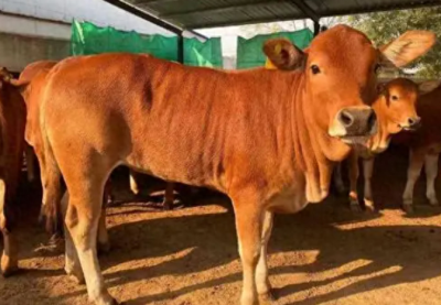 鲁西黄牛是什么品种