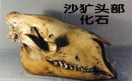 驴头狼真的存在吗