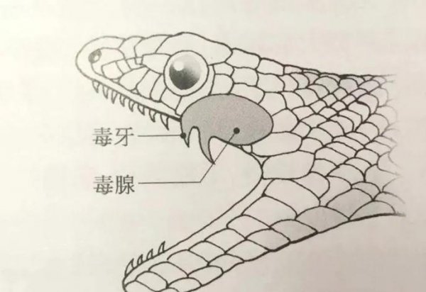 身上红黑相间的蛇是什么蛇图片