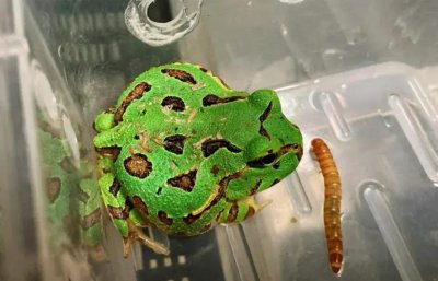 角蛙不吃东西怎么办 新入手的角蛙不进食处理方法