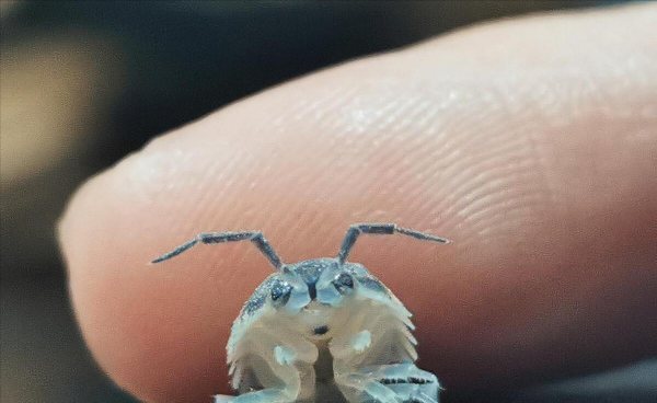 潮虫是怎么长出来的