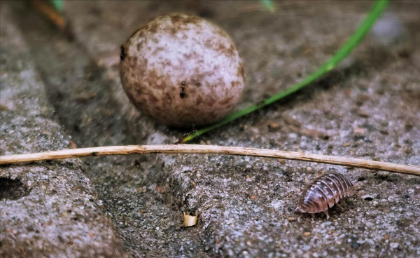 潮虫是怎么长出来的