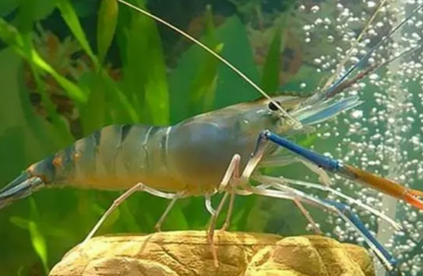 虾的寓意和象征风水