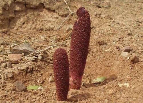 锁阳是什么植物长出来的
