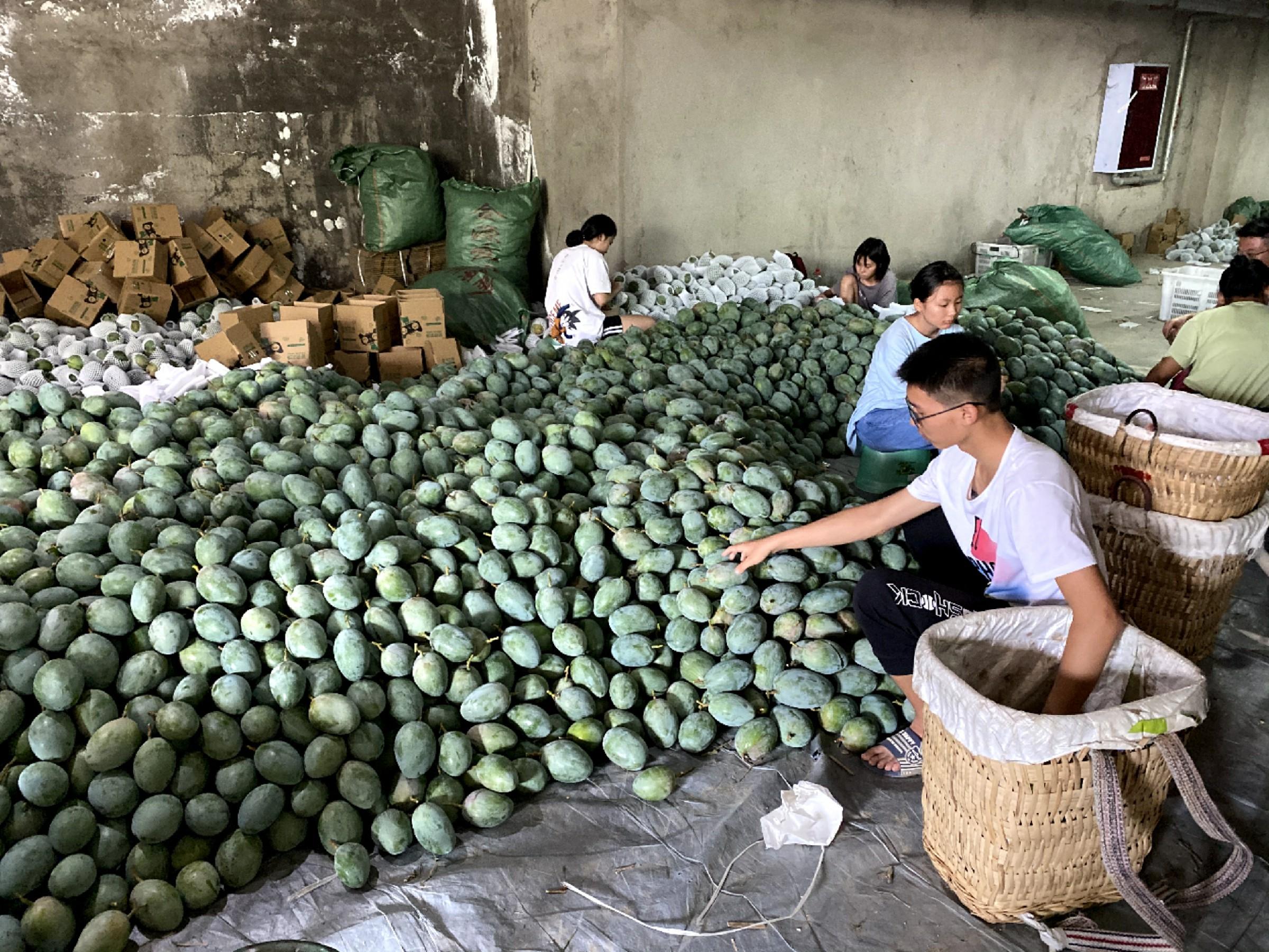 芒果催熟哪种方法最快