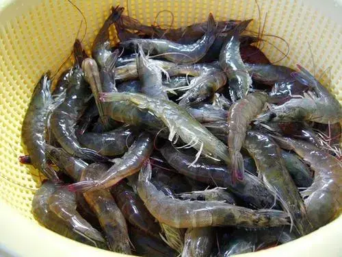 虾怎么保存才新鲜