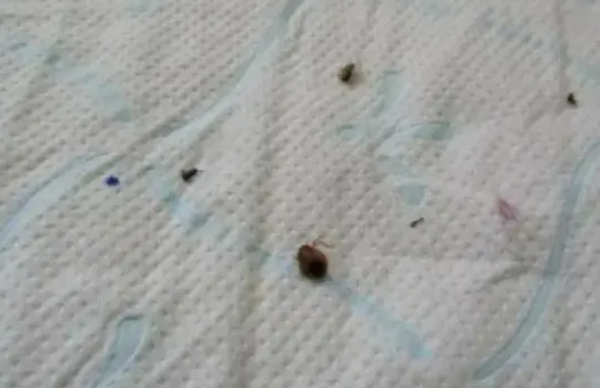 跳蚤会长期藏在床上吗