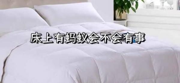 床上有蚂蚁怎么消灭掉有什么妙招