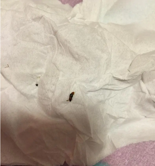 床上有蚂蚁怎么消灭掉有什么妙招