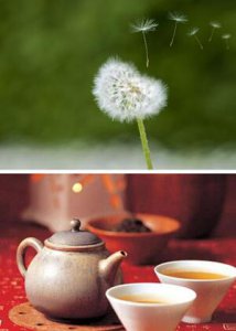蒲公英泡水喝的作用和禁忌 蒲公英泡水的功效与注意事项