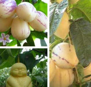 人参果的神奇功效以及适应人群 人参果：神奇效能及适用人群