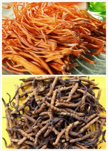 什么是冬虫夏草 虫草是麦角菌科真菌